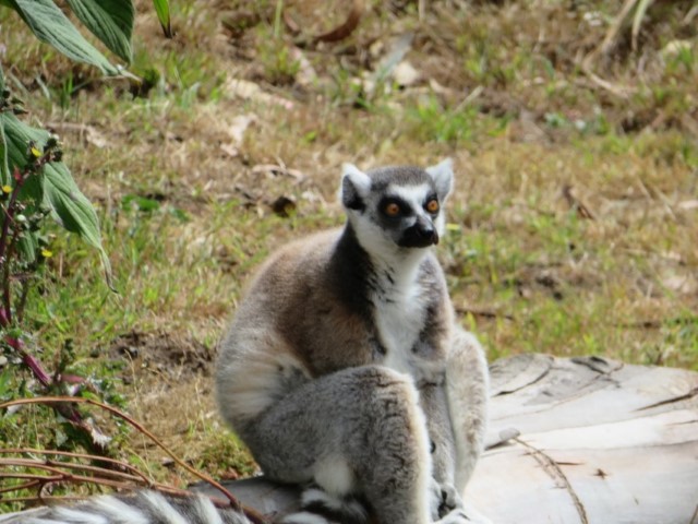 San Fransisco Zoo (14).JPG